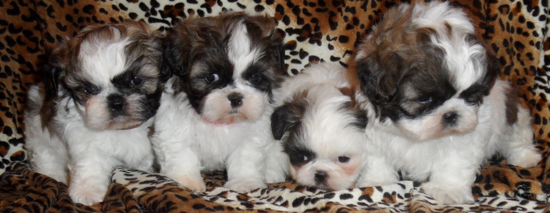 shih tzu puppies for sale north east